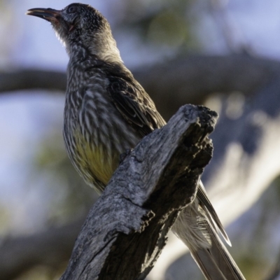 Anthochaera carunculata (Red Wattlebird) at Red Hill Nature Reserve - 11 Jan 2019 by BIrdsinCanberra