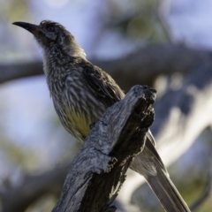 Anthochaera carunculata at Deakin, ACT - 12 Jan 2019 08:02 AM