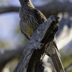 Anthochaera carunculata at Deakin, ACT - 12 Jan 2019 08:02 AM