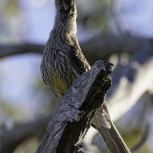 Anthochaera carunculata at Deakin, ACT - 12 Jan 2019 08:02 AM