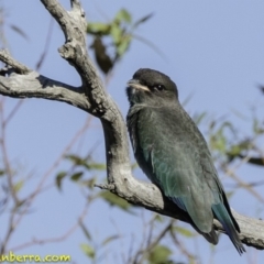 Eurystomus orientalis (Dollarbird) at Red Hill Nature Reserve - 11 Jan 2019 by BIrdsinCanberra