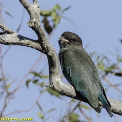 Eurystomus orientalis (Dollarbird) at Red Hill Nature Reserve - 11 Jan 2019 by BIrdsinCanberra