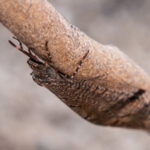 Glenoleon sp. (genus) at Chapman, ACT - 3 Jan 2019 11:07 AM