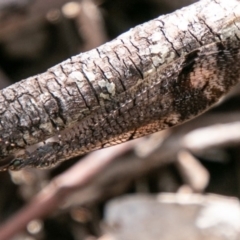 Glenoleon sp. (genus) at Chapman, ACT - 3 Jan 2019 11:07 AM