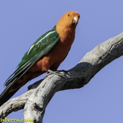 Alisterus scapularis (Australian King-Parrot) at Deakin, ACT - 11 Jan 2019 by BIrdsinCanberra
