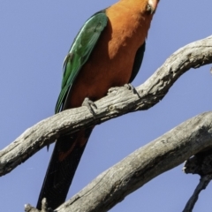 Alisterus scapularis at Deakin, ACT - 12 Jan 2019 08:41 AM