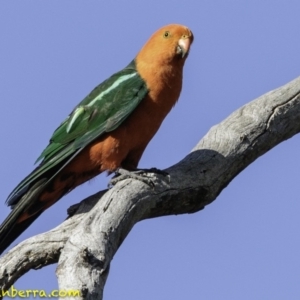 Alisterus scapularis at Deakin, ACT - 12 Jan 2019 08:41 AM