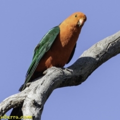 Alisterus scapularis at Deakin, ACT - 12 Jan 2019 08:41 AM