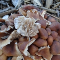 zz agaric (stem; gills white/cream) at Canberra, ACT - 12 Jan 2019 by JanetRussell