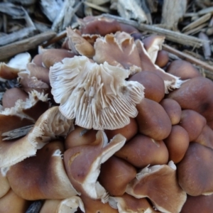 zz agaric (stem; gills white/cream) at Canberra, ACT - 12 Jan 2019