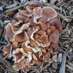 zz agaric (stem; gills white/cream) at Canberra, ACT - 12 Jan 2019 10:04 AM