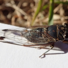 Galanga labeculata (Double-spotted cicada) at Spence, ACT - 9 Jan 2019 by Laserchemisty