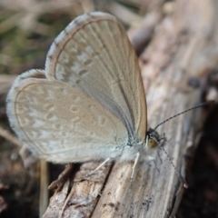 Zizina otis (Common Grass-Blue) at Spence, ACT - 12 Jan 2019 by Laserchemisty