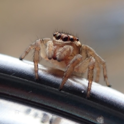 Maratus griseus (Jumping spider) at Spence, ACT - 9 Jan 2019 by Laserchemisty