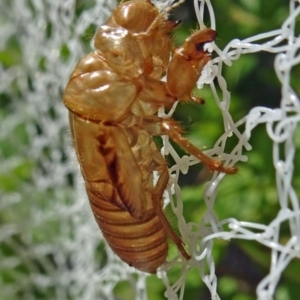 Cicadettini sp. (tribe) at Isaacs, ACT - 13 Jan 2019