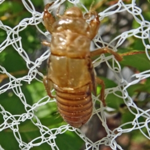 Cicadettini sp. (tribe) at Isaacs, ACT - 13 Jan 2019