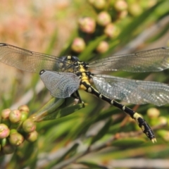 Austrogomphus cornutus (Unicorn Hunter) at Tuggeranong, ACT - 18 Dec 2018 by MichaelBedingfield