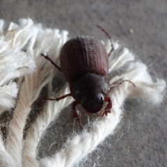 Melolonthinae sp. (subfamily) (Cockchafer) at Reid, ACT - 10 Jan 2019 by JanetRussell