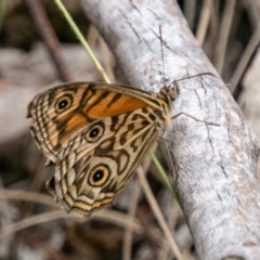 Geitoneura acantha (Ringed Xenica) at Tidbinbilla Nature Reserve - 5 Jan 2019 by SWishart