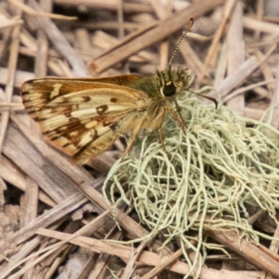 Anisynta monticolae (Montane grass-skipper) at Paddys River, ACT - 5 Jan 2019 by SWishart