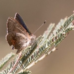 Paralucia aurifera at Paddys River, ACT - 5 Jan 2019 02:57 PM