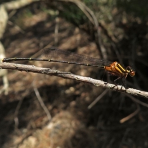 Nososticta solida at Fyshwick, ACT - 13 Jan 2019