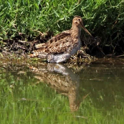 Gallinago hardwickii (Latham's Snipe) at Fyshwick, ACT - 12 Jan 2019 by RodDeb