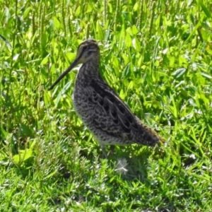 Gallinago hardwickii at Fyshwick, ACT - 13 Jan 2019