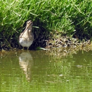 Gallinago hardwickii at Fyshwick, ACT - 13 Jan 2019