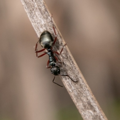 Dolichoderus doriae (Dolly ant) at Tidbinbilla Nature Reserve - 5 Jan 2019 by SWishart