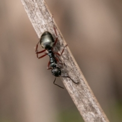 Dolichoderus doriae (Dolly ant) at Paddys River, ACT - 5 Jan 2019 by SWishart