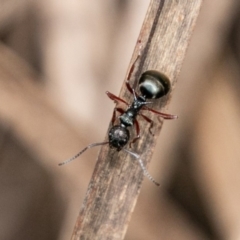 Dolichoderus doriae at Paddys River, ACT - 5 Jan 2019 02:21 PM