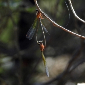 Nososticta solida at Fyshwick, ACT - 13 Jan 2019