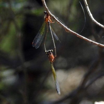 Nososticta solida (Orange Threadtail) at Jerrabomberra Wetlands - 13 Jan 2019 by RodDeb