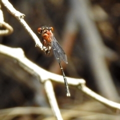 Nososticta solida at Fyshwick, ACT - 13 Jan 2019