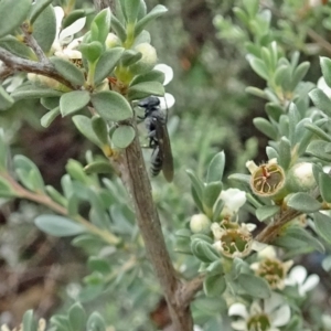 Crabroninae (subfamily) at Molonglo Valley, ACT - 10 Jan 2019 11:02 AM