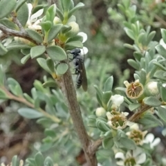 Crabroninae (subfamily) (Unidentified solitary wasp) at Molonglo Valley, ACT - 10 Jan 2019 by galah681
