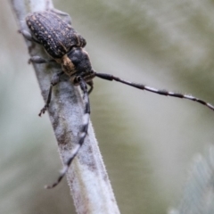 Ancita marginicollis (A longhorn beetle) at Tidbinbilla Nature Reserve - 5 Jan 2019 by SWishart