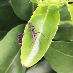 Camponotus suffusus at Wolumla, NSW - 13 Jan 2019