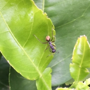 Camponotus suffusus at Wolumla, NSW - 13 Jan 2019