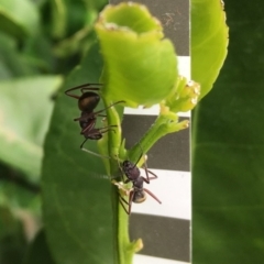 Camponotus suffusus at Wolumla, NSW - 13 Jan 2019