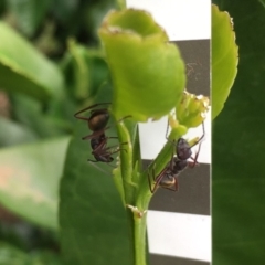 Camponotus suffusus at Wolumla, NSW - 13 Jan 2019