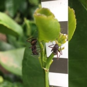 Camponotus suffusus at Wolumla, NSW - 13 Jan 2019
