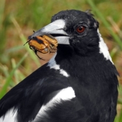 Gymnorhina tibicen (Australian Magpie) at Fyshwick, ACT - 12 Jan 2019 by RodDeb