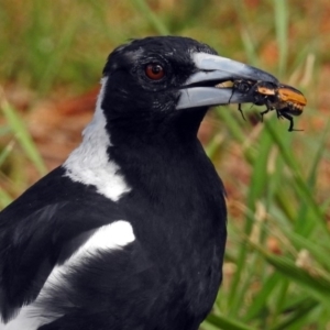 Gymnorhina tibicen at Fyshwick, ACT - 13 Jan 2019