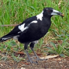 Gymnorhina tibicen at Fyshwick, ACT - 13 Jan 2019