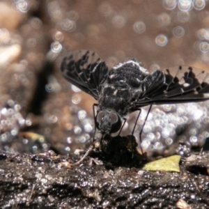 Anthrax sp. (genus) at Paddys River, ACT - 5 Jan 2019 01:51 PM