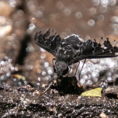 Anthrax sp. (genus) (Unidentified Anthrax bee fly) at Paddys River, ACT - 5 Jan 2019 by SWishart