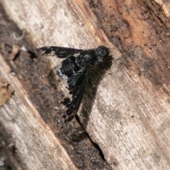 Anthrax sp. (genus) at Paddys River, ACT - 5 Jan 2019 01:51 PM