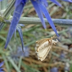 Crambidae sp. (family) at Sth Tablelands Ecosystem Park - 10 Jan 2019 by galah681